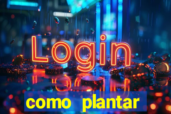 como plantar gergelim no vaso