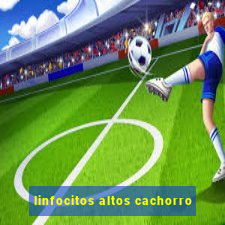 linfocitos altos cachorro