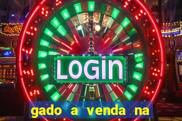 gado a venda na bahia olx
